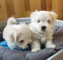 Very Socialized Quality Maltese Puppies for sale