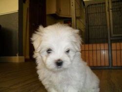 Cute Maltese puppy looking for a new forever home