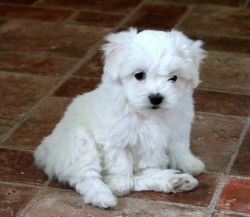 AKC registered Teacup male Maltese puppy