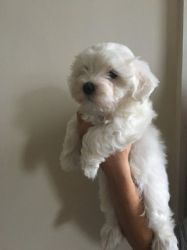Pure breed Maltese puppies for adoption