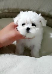 Top quality AKC Teacup Maltese puppies