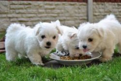 AKC Male and female Teacup Maltese puppies