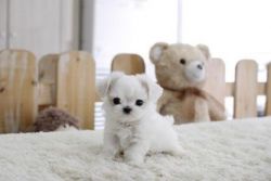Home raised White Teacup Maltese puppies