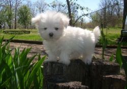 White Teacup Maltese puppies are ready