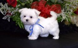 Beautiful House trained Teacup Maltese Puppies