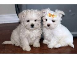 Cutest Maltese Puppies Available