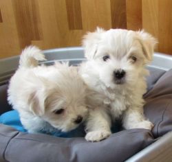 House Raised White Teacup Maltese Puppies.