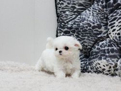 Teacup Maltese Puppies for sale nearby