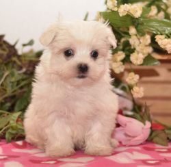 Maltese puppies for sale Nearby