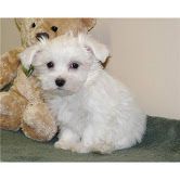 WOW CHARMING MALE AND FEMALE Maltese