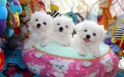 Gorgeous Maltese puppies Available.