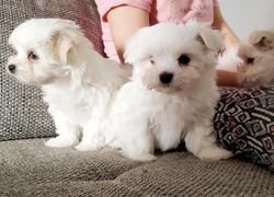 Maltese Puppies Needs a New Family