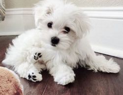 Adorable Teacup Maltese puppies for sale.