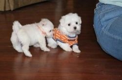 Maltese puppies looking for their forever home.