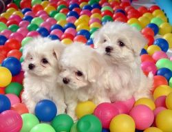 Male and Female Maltese Puppies (xxx) xxx-xxx0