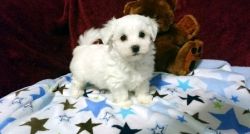 Affectionate Teacup Maltese Puppies For Sale