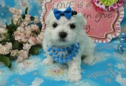 Beautiful white Teacup Maltese puppies Available