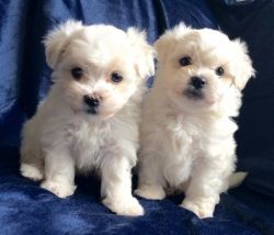 Maltese M/F puppies available now