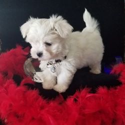 Little exceptional Teacup Maltese Puppies
