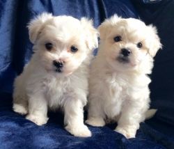 (xxx) xxx-xxx1 Nice and Healthy Maltese Puppies Available