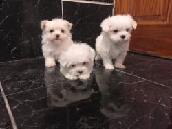 Priceless Pedigree Maltese Puppy Ready For Adoption!(xxx) xxx-xxx3