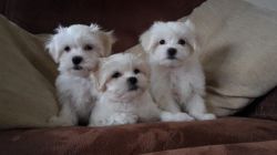 Quality Registered Maltese puppies (xxx) xxx-xxx3