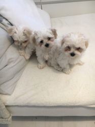 Gorgeous white Maltese Puppies (xxx) xxx-xxx3