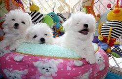 Cute Maltese Pups Available