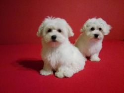 Amazing and Adorable Maltese Puppies