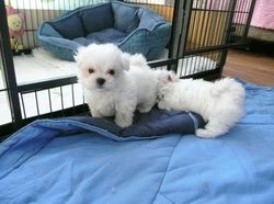 Gorgeous Maltese puppies Available