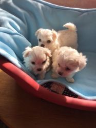Sweet & Playful Maltese Puppies For Adoption (xxx) xxx-xxx3
