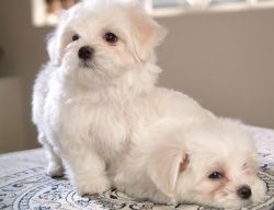 Home Raised Maltese Puppies Ready (xxx) xxx-xxx3
