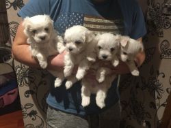 Beautiful white Maltese Puppies Available (xxx) xxx-xxx3