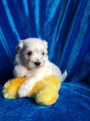 hgnb Maltese Puppies for sale