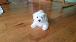 ghnvb Maltese Puppies for sale