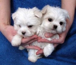 Healthy Maltese Puppies For adoption.