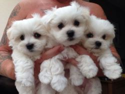 Nice Maltese Puppies free to good homes 9-10weeks old