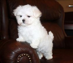 Top home raised Maltese puppies for sale