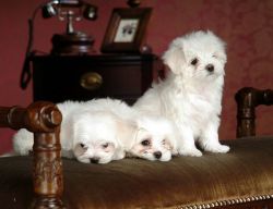 Wonderful Looking Maltese Puppies Text Us At: (xxx) xxx-xxx0