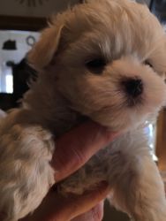 Maltese, AKC, quality home raised boys and girl puppies