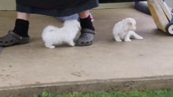 Maltese puppies for sale Affordable prices
