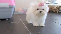 CUTE FEMALE MALTESE AVAILABLE FOR A NEW HOME