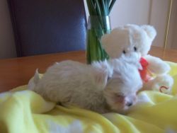 Gorgeous Maltese Puppies for sale