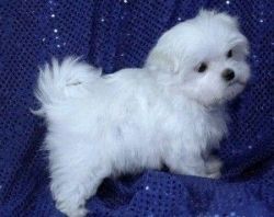 Two Lovely Maltese puppies available