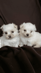 Maltese Puppies, Summerville,SC