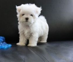 Beautiful White Teacup Maltese puppies