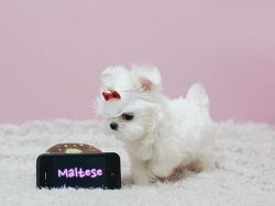 White Teacup Maltese Puppies boys and girls