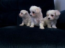 Gorgeous Maltese puppies