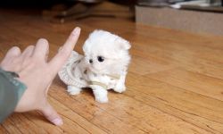 White Teacup Maltese puppies For Sale.