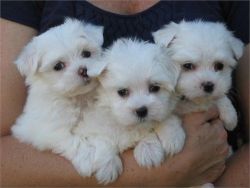 Kc Reg Maltese Puppies Girls